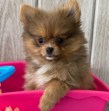 (MARCI, Weiblich) Pomeranian Welpen zu verkaufen – Bild 3