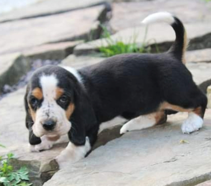 (Maggie, WEIBLICH)  Basset Hound Welpen zu verkaufen