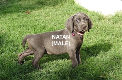 (NATAN, MÄNNLICH) Weimaraner Welpen zu verkaufen – Bild 5