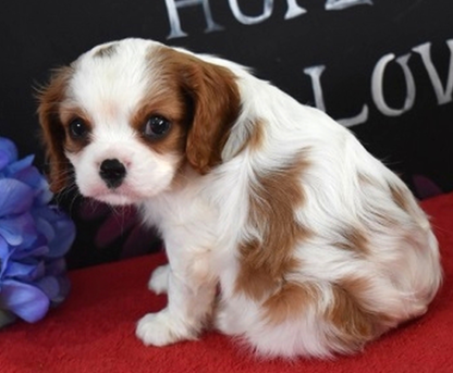 (Nala, Weiblich)Cavalier King Charles Spaniel Welpen zu verkaufen