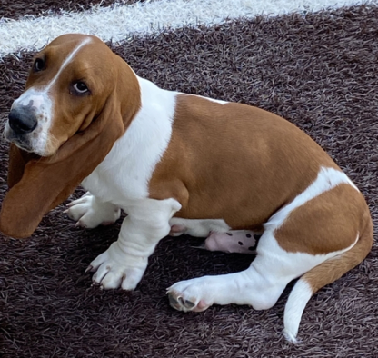 (Nala, WEIBLICH)  Basset Hound Welpen zu verkaufen – Bild 2