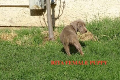 (RITA, WEIBLICH)  Weimaraner Welpen zu verkaufen – Bild 4