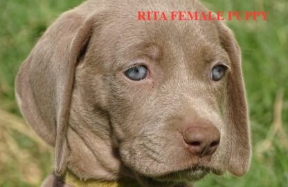 (RITA, WEIBLICH)  Weimaraner Welpen zu verkaufen – Bild 5