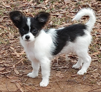 (Rusty, MÄNNLICH) Lange Haare Chihuahua Welpen zu verkaufen – Bild 3