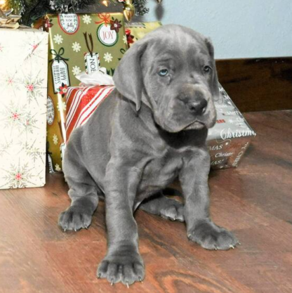 (Apollo, Männlich) Deutsche Dogge Welpen