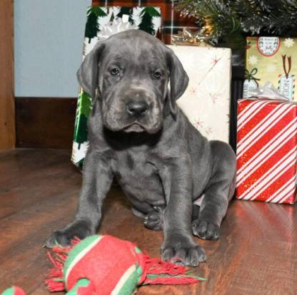 (Hannah, Weiblich) Deutsche Dogge Welpen