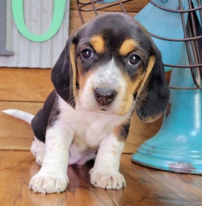 (MAGGIE, WEIBLICH) Beagle Welpen zu verkaufen