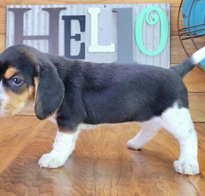 (MAGGIE, WEIBLICH) Beagle Welpen zu verkaufen – Bild 2