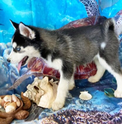 (CRYSTAL, Weiblich ) Siberian Husky Welpen zu verkaufen – Bild 2