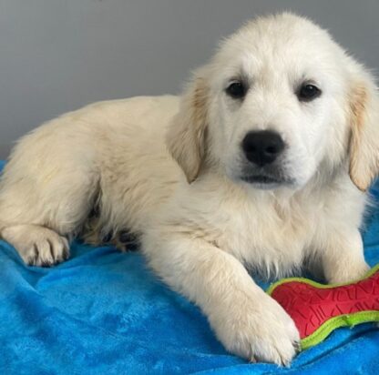 (Emmett, MÄNNLICH) Golden Retriever Welpen zu verkaufen