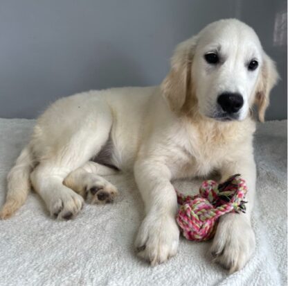 (Emilia, WEIBLICH) Golden Retriever Welpen zu verkaufen – Bild 2