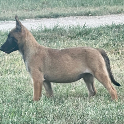 ( Annie, Weiblich) Malinois Welpen kaufen – Bild 3