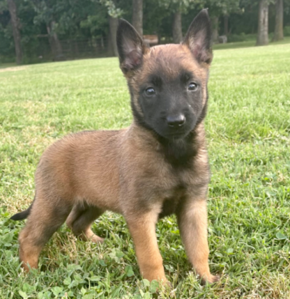 ( Annie, Weiblich) Malinois Welpen kaufen