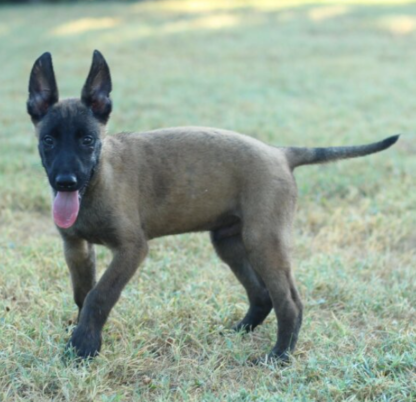 (Axle, Männlich) Malinois Welpen kaufen