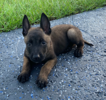 (Thunder, Männlich) Malinois Welpen kaufen