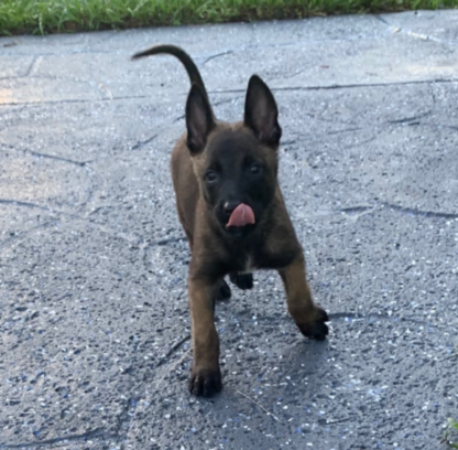 (Thunder, Männlich) Malinois Welpen kaufen – Bild 2