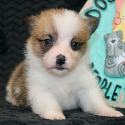 (Mars, MÄNNLICH) Pembroke Welsh Corgi Welpen zu verkaufen