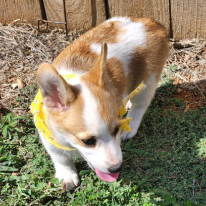 (Yuri, WEIBLICH) Pembroke Welsh Corgi Welpen zu verkaufen