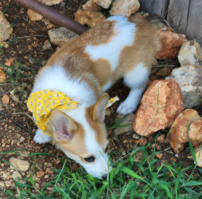 (Yuri, WEIBLICH) Pembroke Welsh Corgi Welpen zu verkaufen – Bild 2