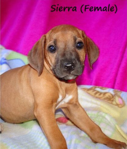 (Victore, MÄNNLICH) Rhodesian Ridgeback Welpen kaufen