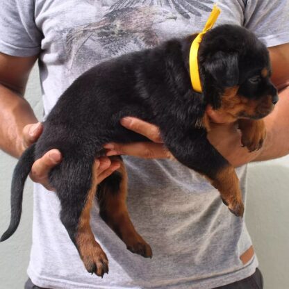 (Sam , Männlich)Rottweiler Welpen zu verkaufen – Bild 3