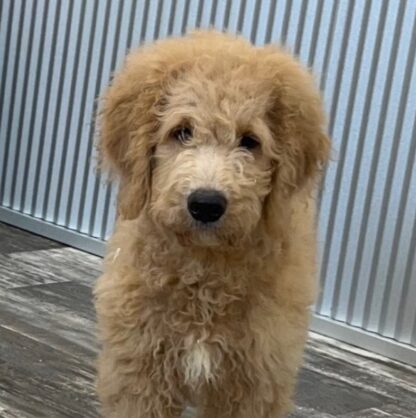 (Molly, MÄNNLICH) Standard Goldendoodle Welpen zu verkaufen