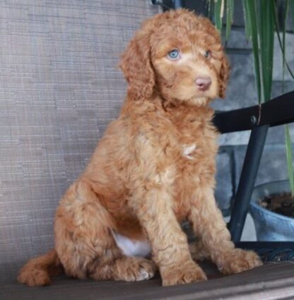 (Sabrina, WEIBLICH) Standard Goldendoodle Welpen zu verkaufen