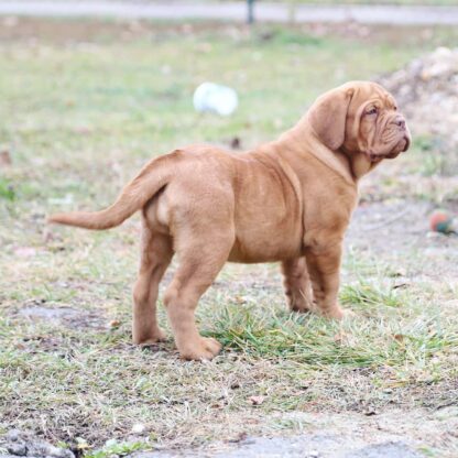 (CIndy , Weiblich) Bordeauxdogge Welpen kaufen – Bild 2