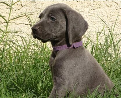 (LESLEY, WEIBLICH)  Weimaraner Welpen zu verkaufen