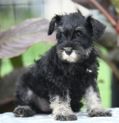 (Fluffy, Weiblich) Zwergschnauzer Welpen zu verkaufen