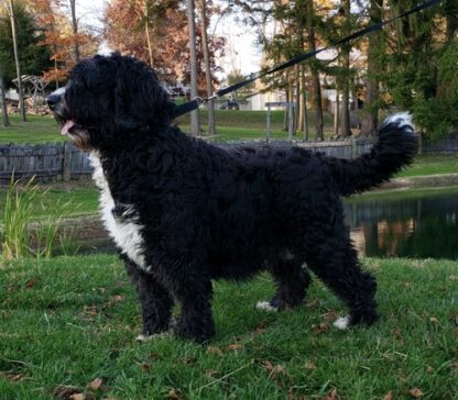 (Tucker, Männlich) Bernedoodle Welpen zu verkaufen – Bild 2