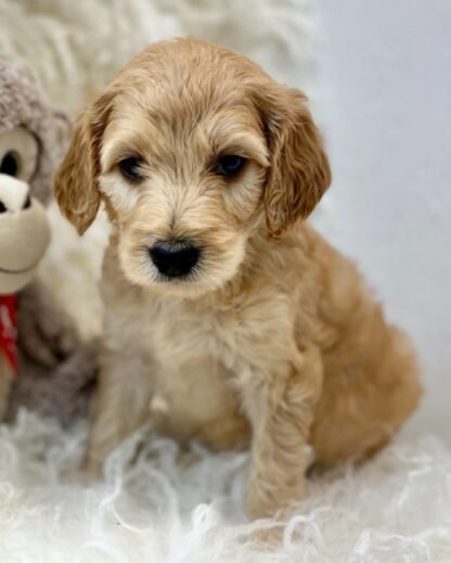 (Parker, Männlich)  Springerdoodle Welpen Kaufen