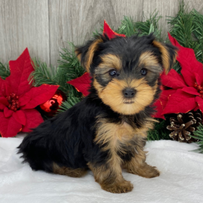 (Ricky, MÄNNLICH) Yorkshire Terrier Welpen zu verkaufen – Bild 3