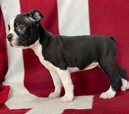 (Amber, Weiblich) Boston Terrier Welpen zu verkaufen – Bild 3