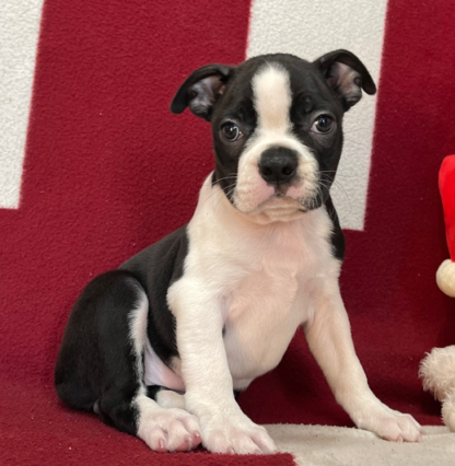 (Amber, Weiblich) Boston Terrier Welpen zu verkaufen