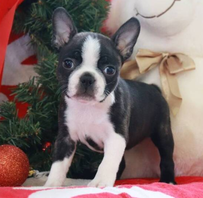 (Nora, Weiblich) Boston Terrier Welpen zu verkaufen – Bild 3