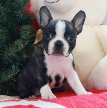 (Nora, Weiblich) Boston Terrier Welpen zu verkaufen