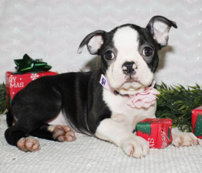 (Avery, Weiblich) Boston Terrier Welpen zu verkaufen – Bild 2