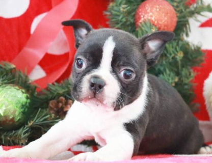 (Weston, MÄNNLICH) Boston Terrier Welpen zu verkaufen – Bild 3