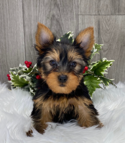 (Chester, MÄNNLICH) Yorkshire Terrier Welpen zu verkaufen – Bild 3