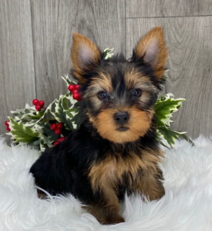 (Chester, MÄNNLICH) Yorkshire Terrier Welpen zu verkaufen