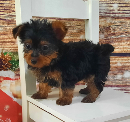 (Willow, Weiblich) Yorkshire Terrier Welpen zu verkaufen