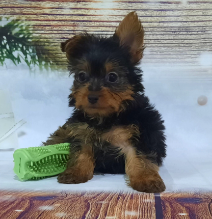 (Willow, Weiblich) Yorkshire Terrier Welpen zu verkaufen – Bild 2