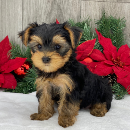 (Ricky, MÄNNLICH) Yorkshire Terrier Welpen zu verkaufen