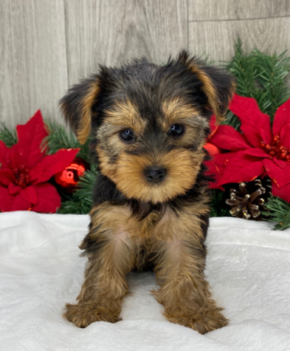 (Rose, Weiblich) Yorkshire Terrier Welpen zu verkaufen – Bild 3