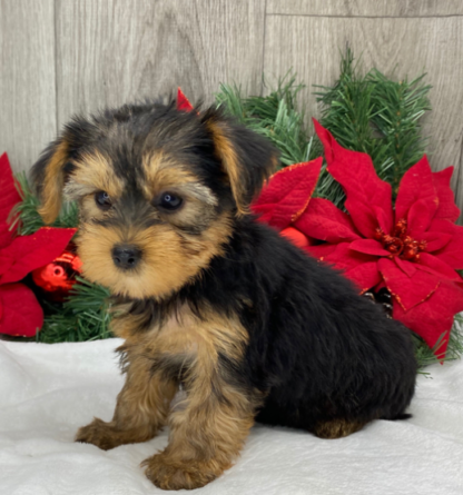 (Rose, Weiblich) Yorkshire Terrier Welpen zu verkaufen