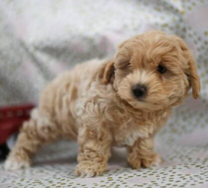 (DARREN, Weiblich)  Maltipoo Welpen Kaufen