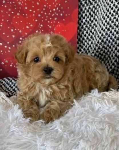 (MUDI, Männlich)  Maltipoo Welpen Kaufen – Bild 2