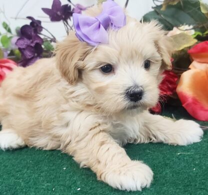 (STELLA, Weiblich)  Maltipoo Welpen Kaufen