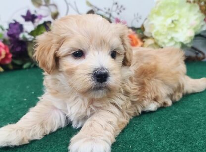 (STELLA, Weiblich)  Maltipoo Welpen Kaufen – Bild 2